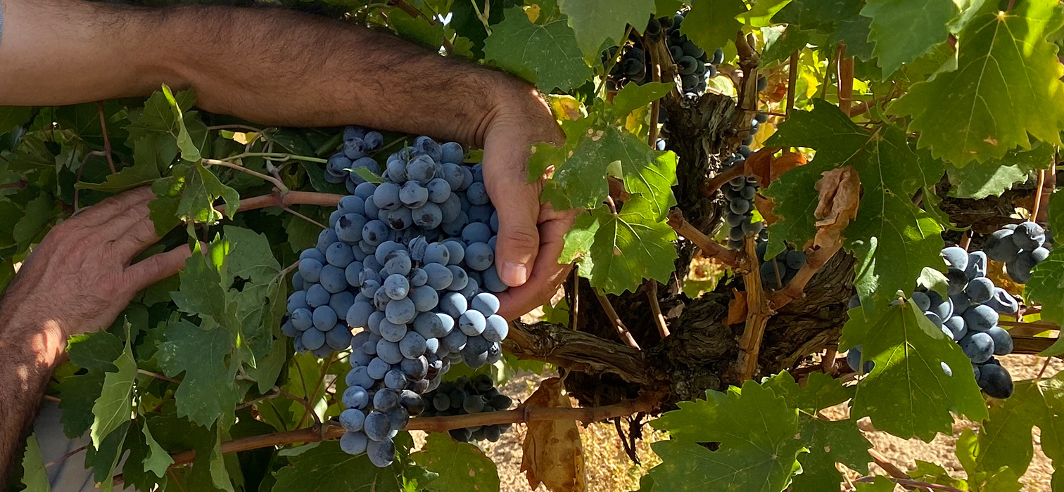 Midin’de 5000 Yıllık Bir İz